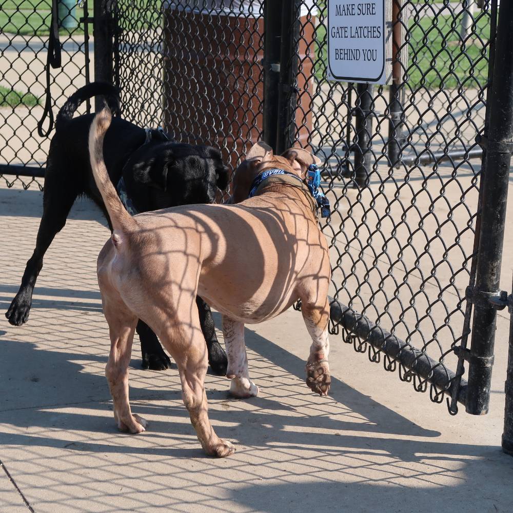 two dogs playing at dog park
